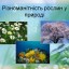 Різноманітність рослин у природі 3
