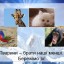 Різноманітність тварину природі 8