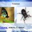 Різноманітність тварину природі 5