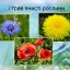 Різноманітність рослин у природі 14