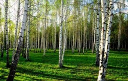 Урок розвитку зв'язного мовлення. Тема: Написання твору-опису "Берізка навесні"