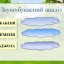 Вчимо букви. Звук [ж]. Буква Жж 10
