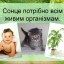 Сонячне світло і тепло. Повітря навколо нас 4